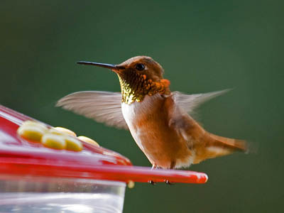 Why Hummingbirds May Not Come to Your Feeder and How to Solve it